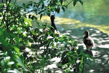 trees nature ducks